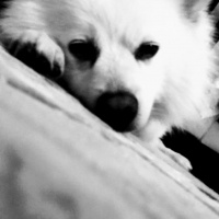 Amerikan Eskimo, Köpek  Seniyor (sinyor) fotoğrafı