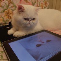 Exotic Shorthair, Kedi  Reis fotoğrafı