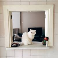 Exotic Shorthair, Kedi  Reis fotoğrafı