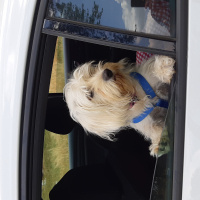 Maltese, Köpek  Poncik fotoğrafı