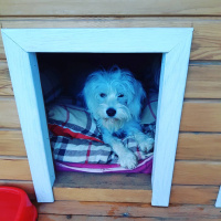 Maltese, Köpek  Poncik fotoğrafı