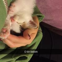 Tekir Kedi, Kedi  Pamuk fotoğrafı