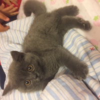 British Shorthair, Kedi  Yumak fotoğrafı