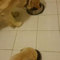 Golden Retriever, Köpek  Çakıl fotoğrafı