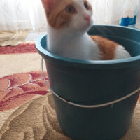 Tekir Kedi, Kedi  Çakır fotoğrafı