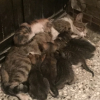 Tekir Kedi, Kedi  Uzay fotoğrafı