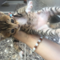 Tekir Kedi, Kedi  Uzay fotoğrafı