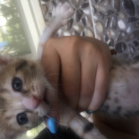 Tekir Kedi, Kedi  Uzay fotoğrafı