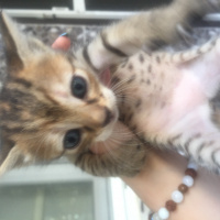 Tekir Kedi, Kedi  Uzay fotoğrafı