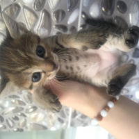 Tekir Kedi, Kedi  Uzay fotoğrafı