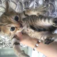 Tekir Kedi, Kedi  Uzay fotoğrafı