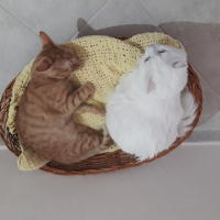 Van Kedisi, Kedi  Pamuk fotoğrafı