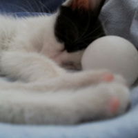 Tekir Kedi, Kedi  Sabah fotoğrafı