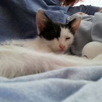Tekir Kedi, Kedi  Sabah fotoğrafı