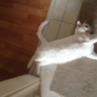Van Kedisi, Kedi  Maya fotoğrafı