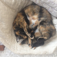 Tekir Kedi, Kedi  Badem fotoğrafı