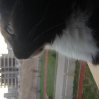 Tekir Kedi, Kedi  Badem fotoğrafı