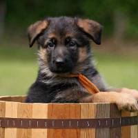 Alman Çoban Köpeği, Köpek  Fırtına fotoğrafı