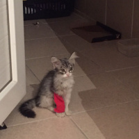 Sibirya Kedisi, Kedi  Çilek fotoğrafı