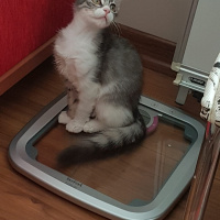 Sibirya Kedisi, Kedi  Çilek fotoğrafı