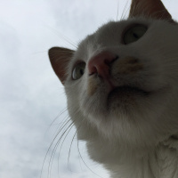 Tekir Kedi, Kedi  Tortiş fotoğrafı