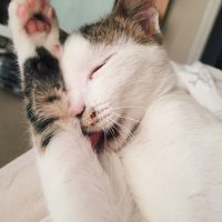 Tekir Kedi, Kedi  Tortiş fotoğrafı