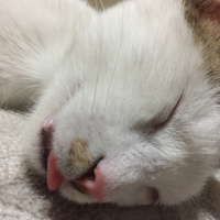 Tekir Kedi, Kedi  Tortiş fotoğrafı