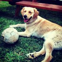 Golden Retriever, Köpek  Odie fotoğrafı