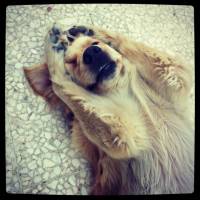 Golden Retriever, Köpek  Odie fotoğrafı