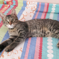 Tekir Kedi, Kedi  Dobby fotoğrafı
