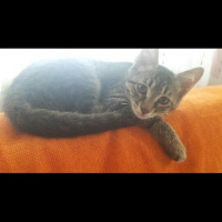 Tekir Kedi, Kedi  Dobby fotoğrafı
