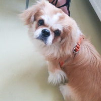 Pekingese, Köpek  Bırcırık fotoğrafı