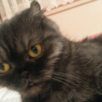 Scottish Fold, Kedi  Batikon fotoğrafı