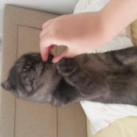 Scottish Fold, Kedi  Batikon fotoğrafı