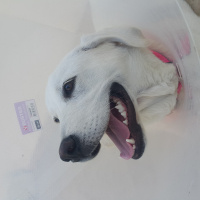 Labrador Retriever, Köpek  Köpük fotoğrafı