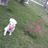 Labrador Retriever, Köpek  Köpük fotoğrafı