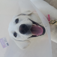 Labrador Retriever, Köpek  Köpük fotoğrafı