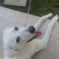Labrador Retriever, Köpek  Köpük fotoğrafı