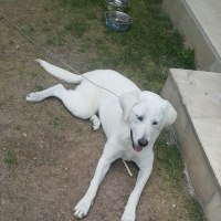 Labrador Retriever, Köpek  Köpük fotoğrafı