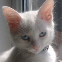 Siyam Kedisi, Kedi  miwka fotoğrafı