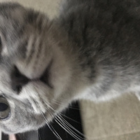 Scottish Fold, Kedi  Bulut fotoğrafı