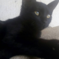 Tekir Kedi, Kedi  Puding fotoğrafı