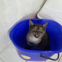 British Shorthair, Kedi  POYRAZ fotoğrafı