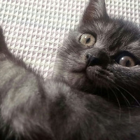 British Shorthair, Kedi  POYRAZ fotoğrafı