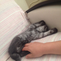British Shorthair, Kedi  POYRAZ fotoğrafı