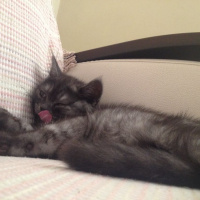 British Shorthair, Kedi  POYRAZ fotoğrafı