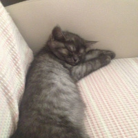 British Shorthair, Kedi  POYRAZ fotoğrafı