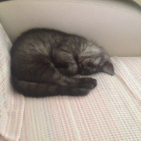 British Shorthair, Kedi  POYRAZ fotoğrafı