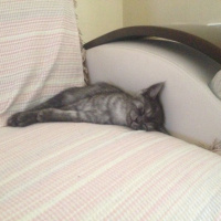 British Shorthair, Kedi  POYRAZ fotoğrafı