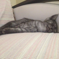 British Shorthair, Kedi  POYRAZ fotoğrafı